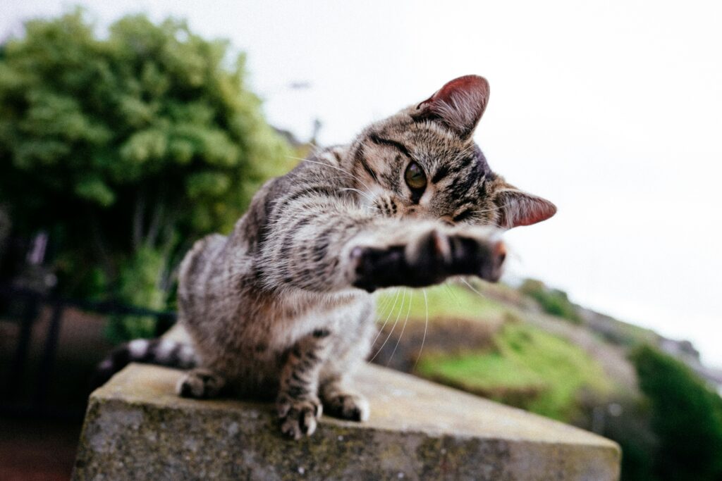 Gatito estirando una pata hacia la cámara, como si quisiera acariciar a quien lo observa.